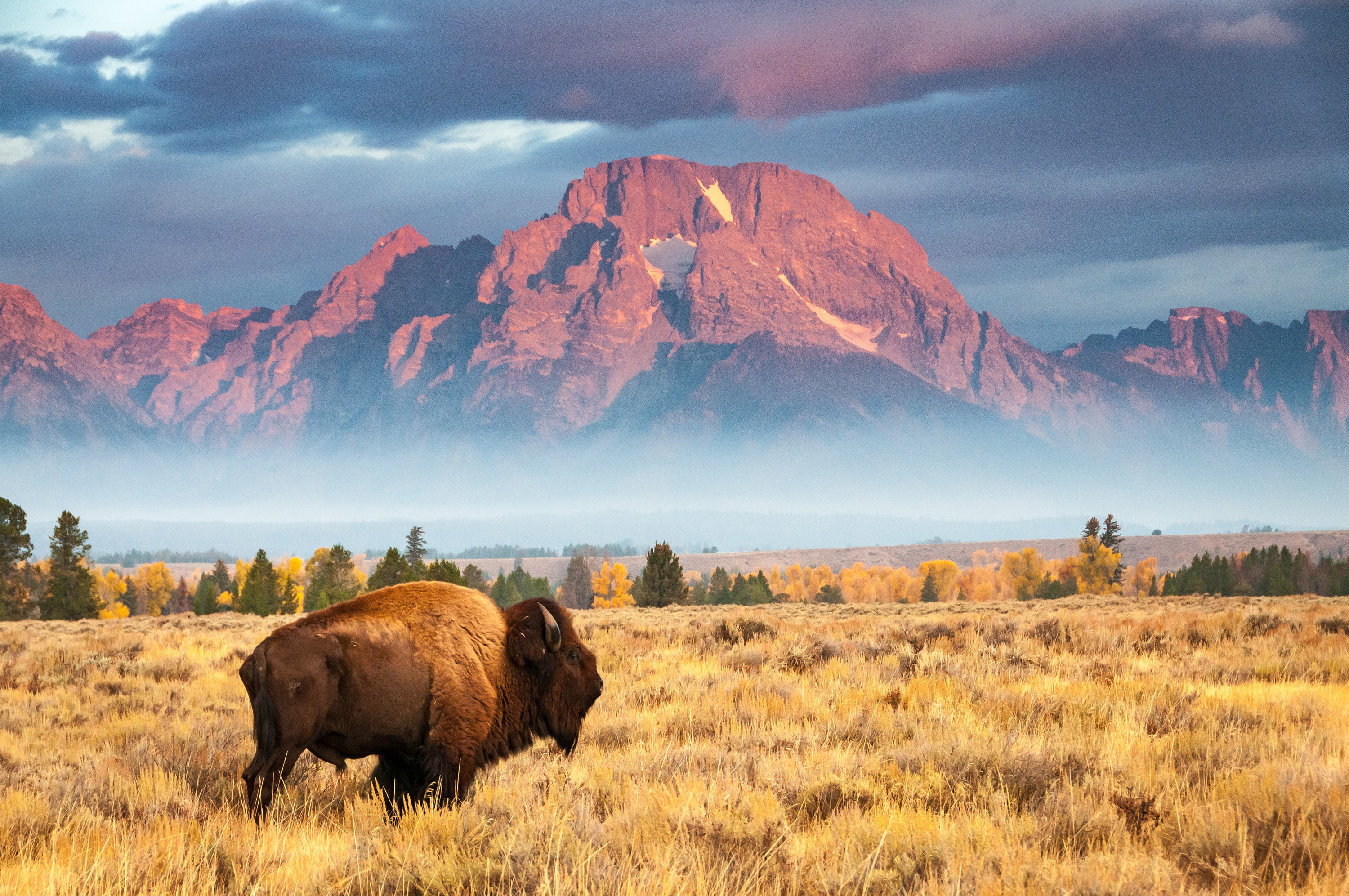 Bison in a field at the base of a giant mountain