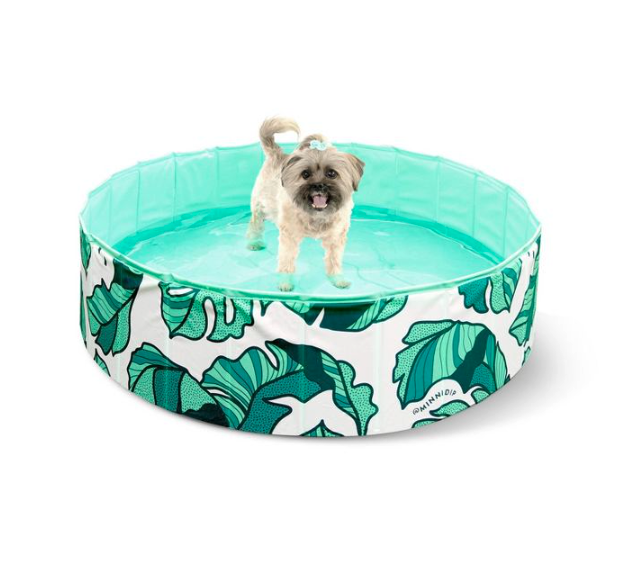 Small dog in pool featuring leaves