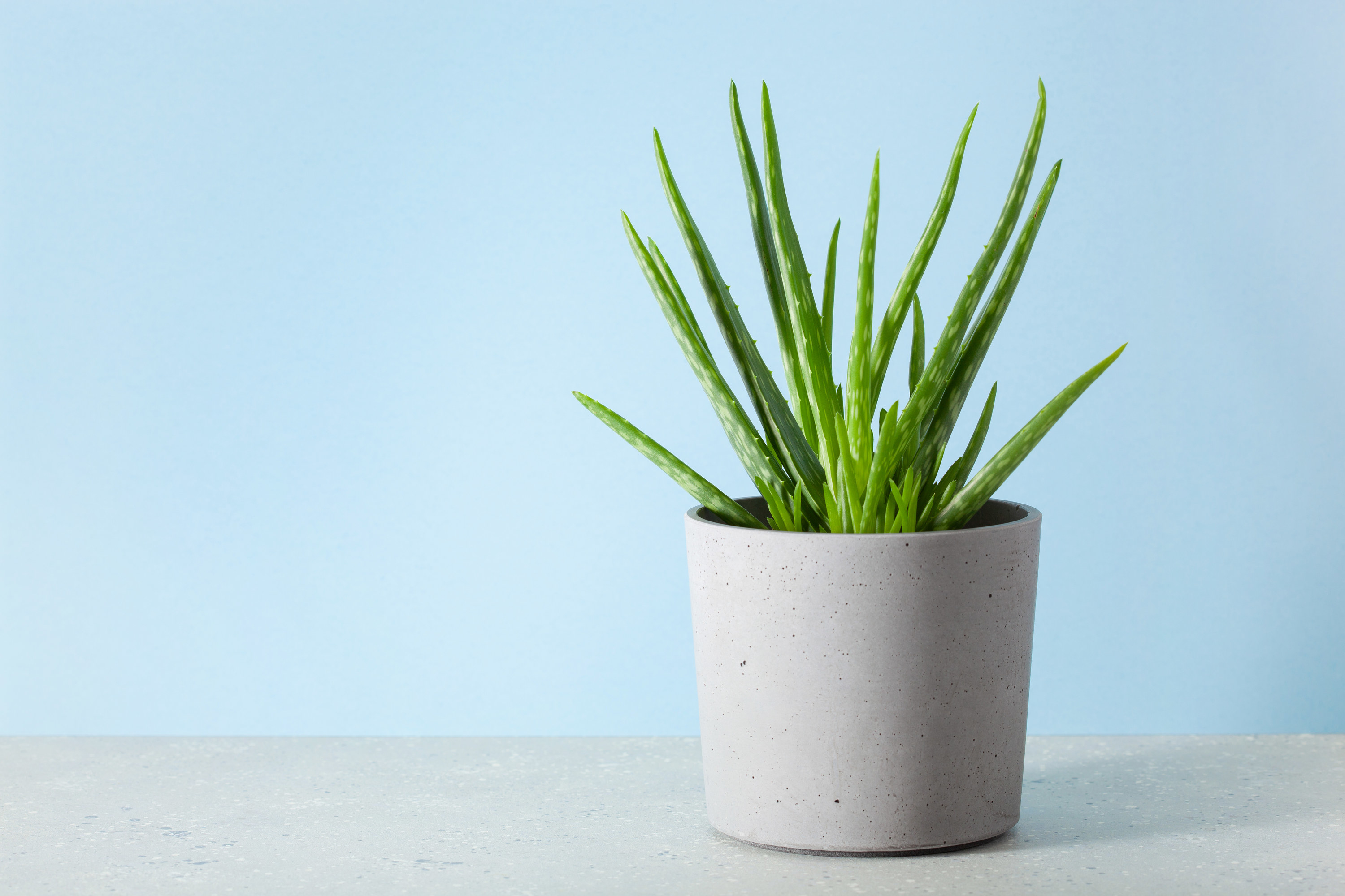 A aloe vera plant sitting on a table