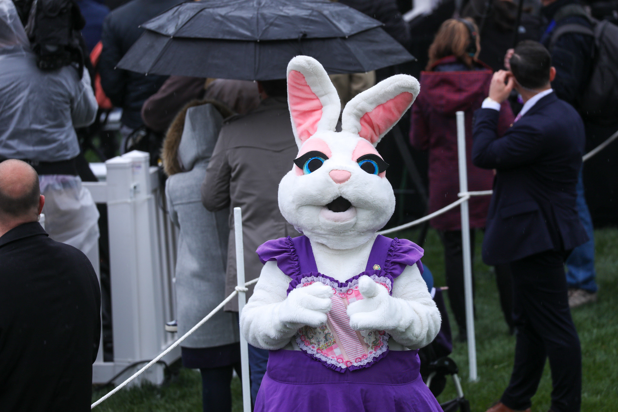 Purple-dress Bunny is seen looking at the camera