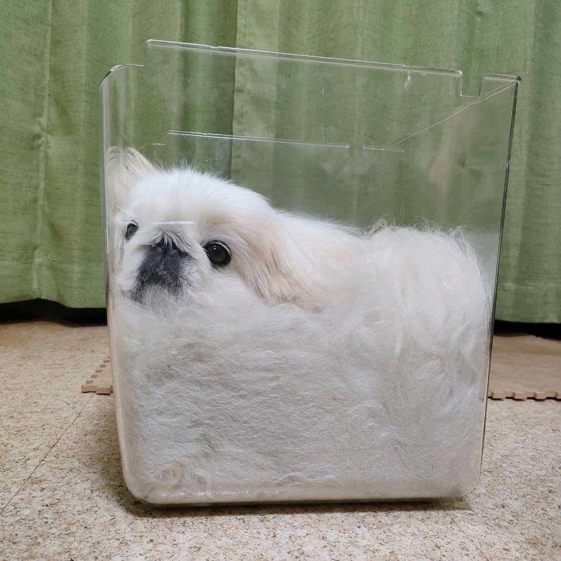 まさか四足歩行の動物だなんて 箱の中でとろける生き物の正体 わかりますか