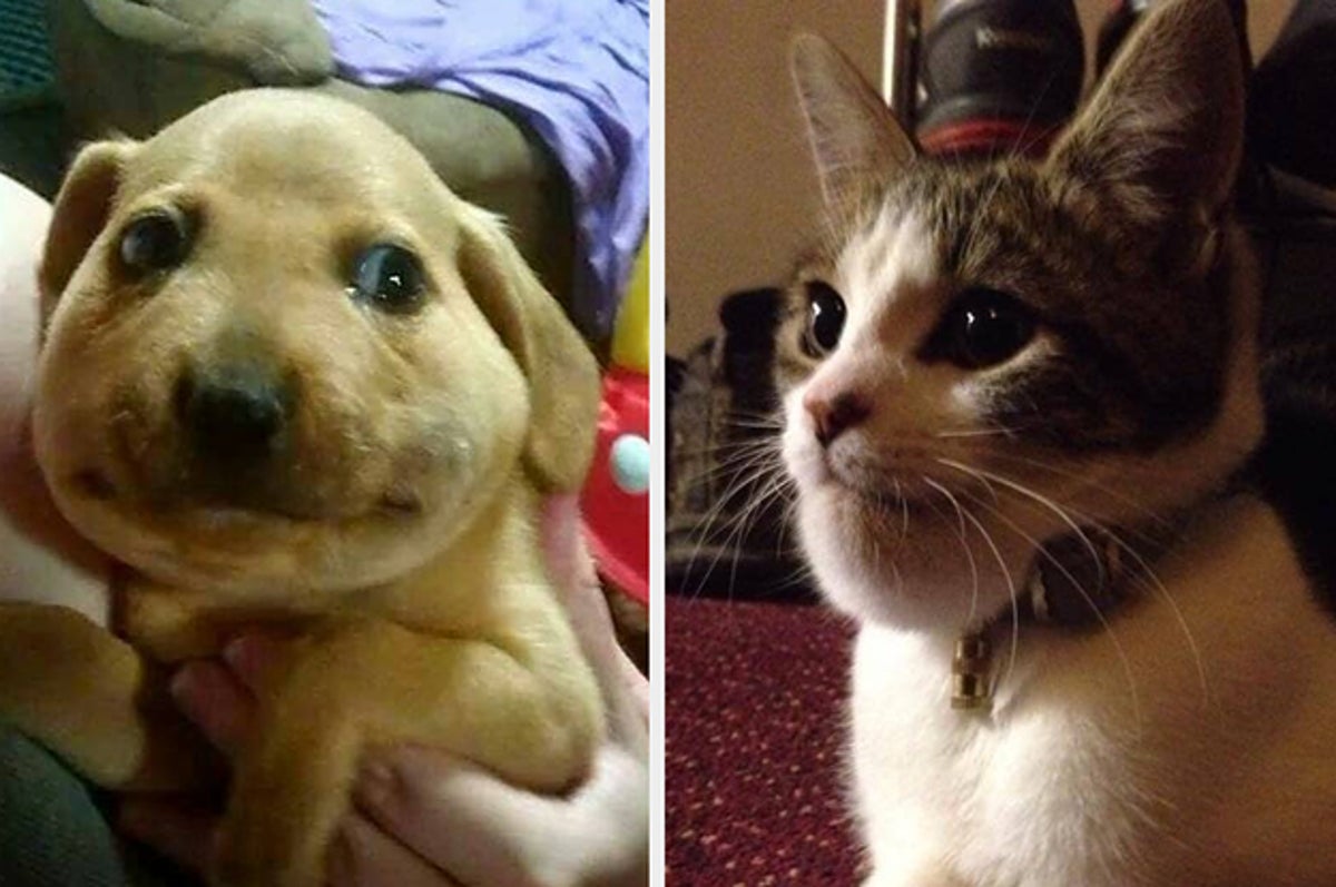 ハチに刺された犬猫 申し訳ないけど笑ってしまった