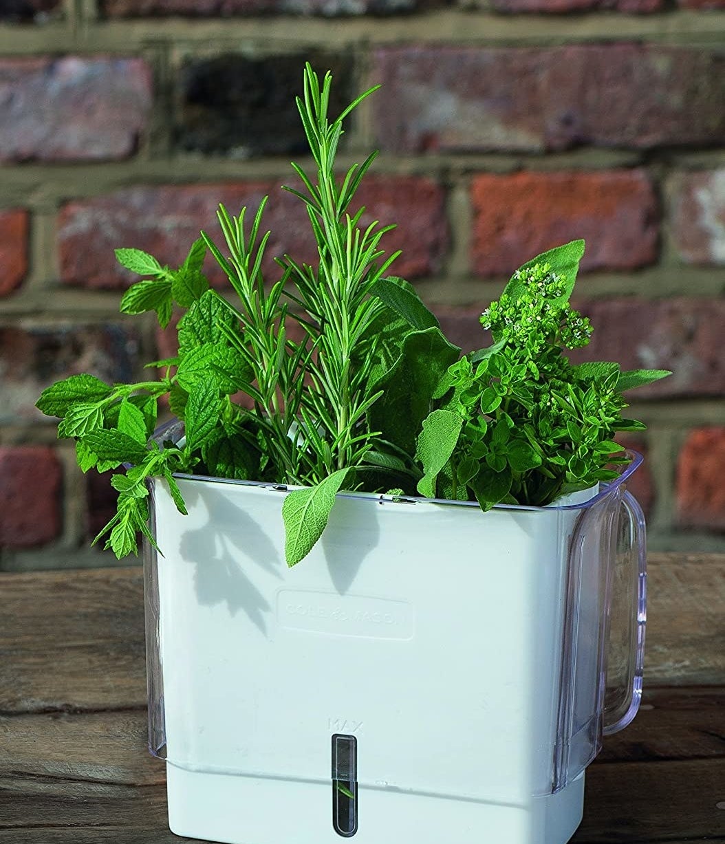 the herb keeper container with various fresh herbs inside