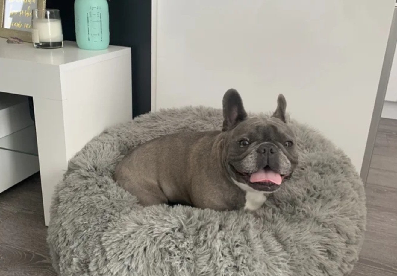 A small gray dog sits in the plush grey bed