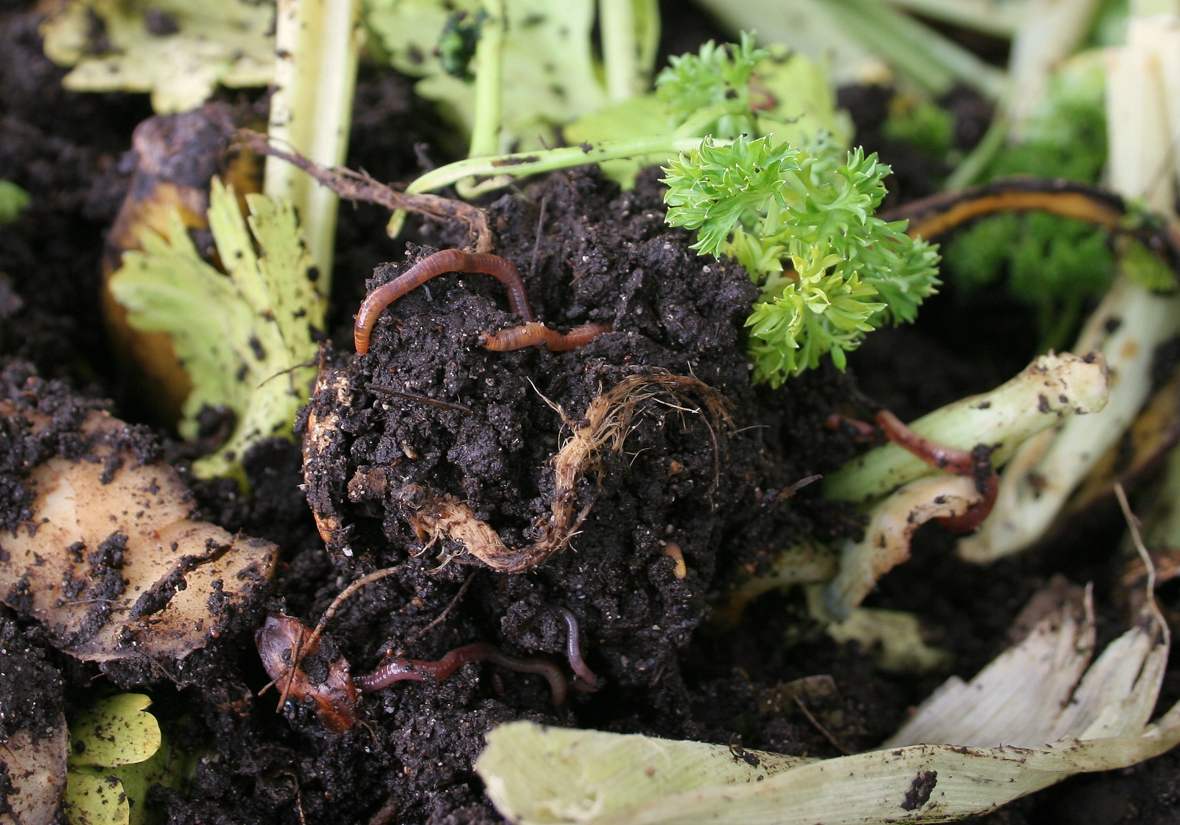 worms eating vegetables