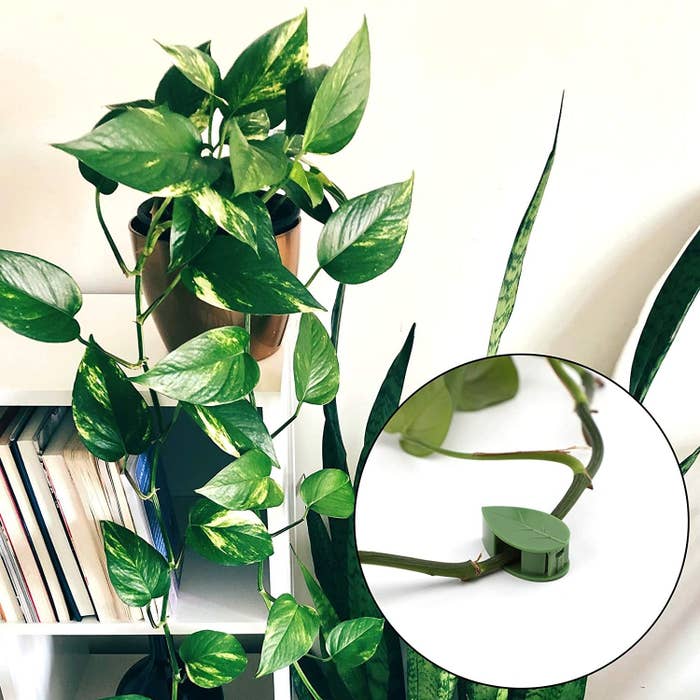 A large pothos plant with a zoomed in picture of the clip holding a vine against the wall