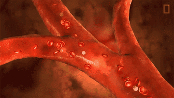 red blood cells flowing through the body