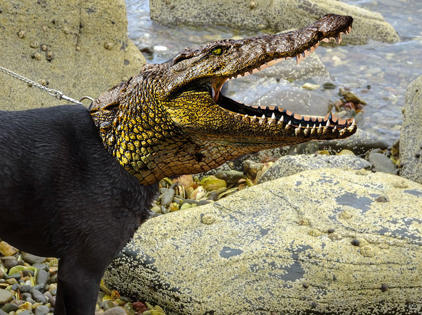 A dog with a crocodile head