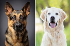A German Shepherd is on the left with a Golden Retriever on the right
