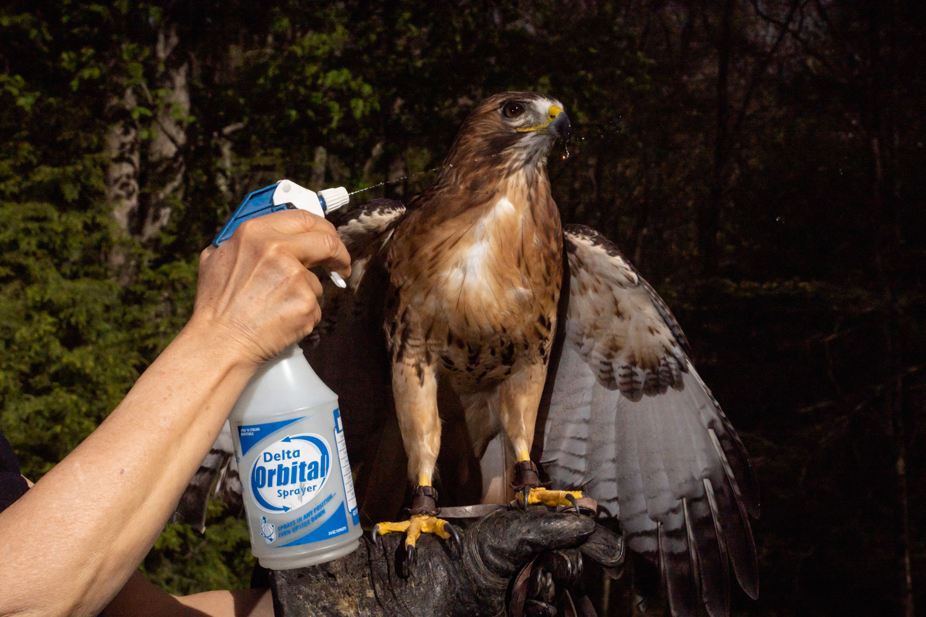 A person gives a falcon a drink from a spray bottle labeled &quot;Delta Orbital Sprayer&quot;