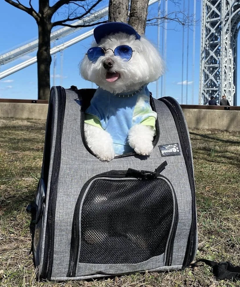 A dog standing up in a carrier