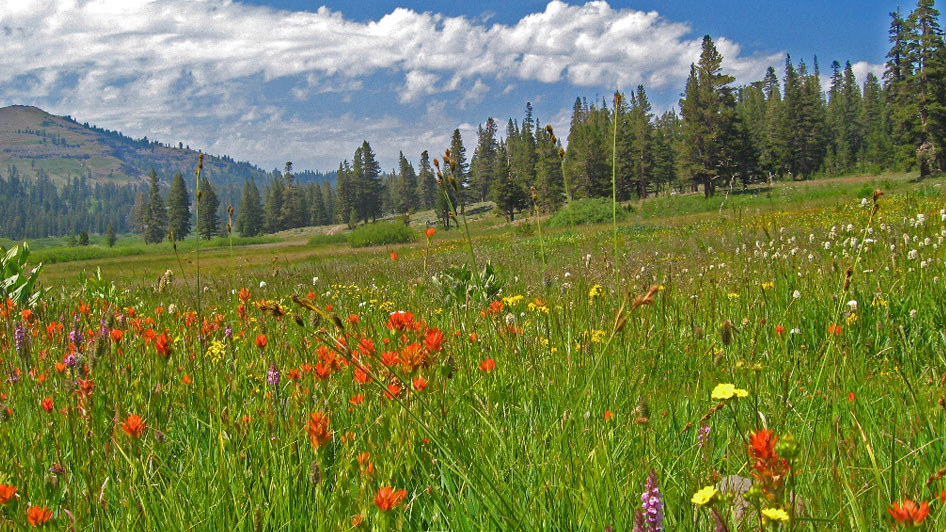 wildflowers in a large meadow with pine trees and mountains in the background