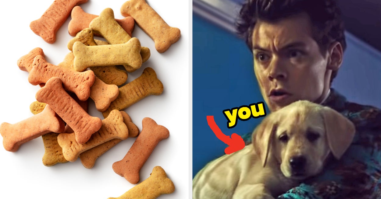 Live Like A Dog To See Which Dog Breed You Are Quiz