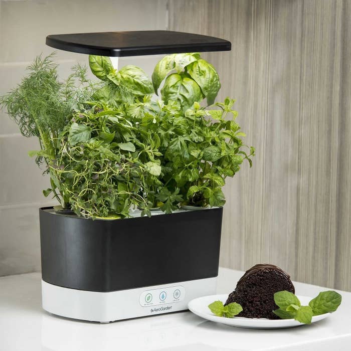 an e-garden with various herbs inside, next to a plate with an unplanted pod