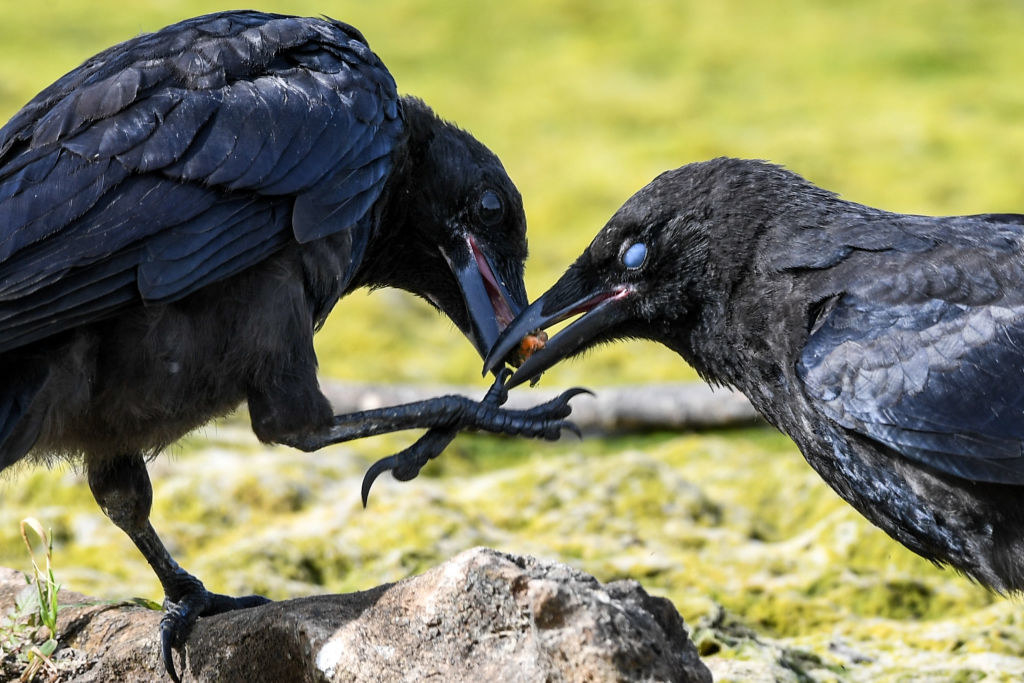 Two crows with their beaks very close together, one with food in it