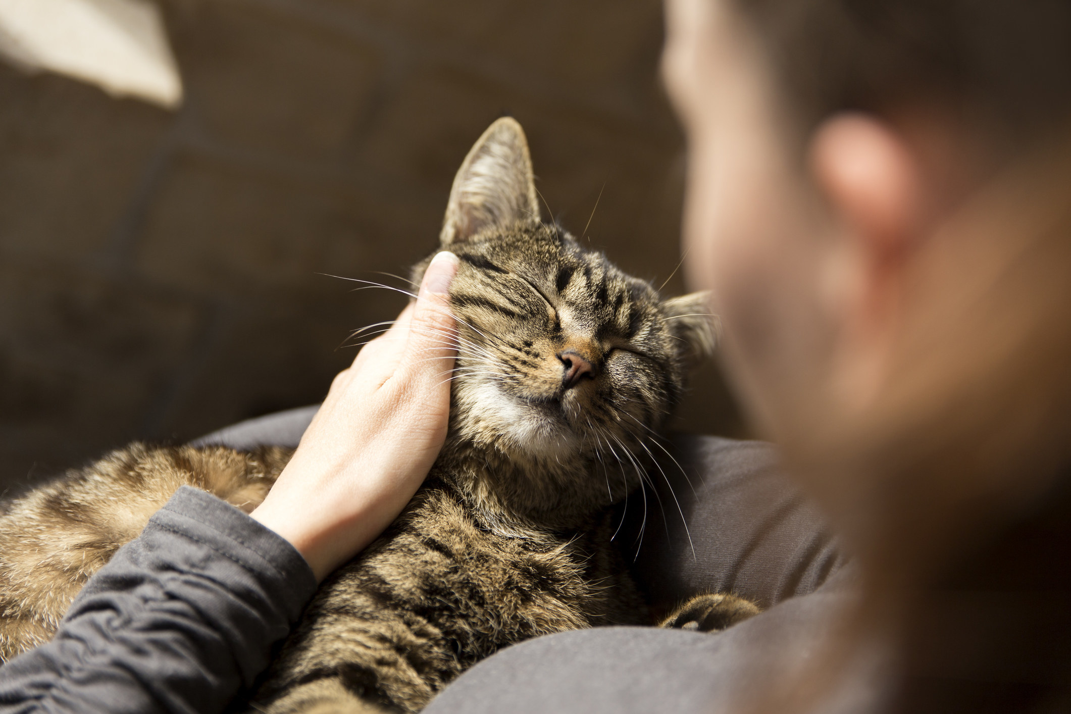 a woman cuddling a cat