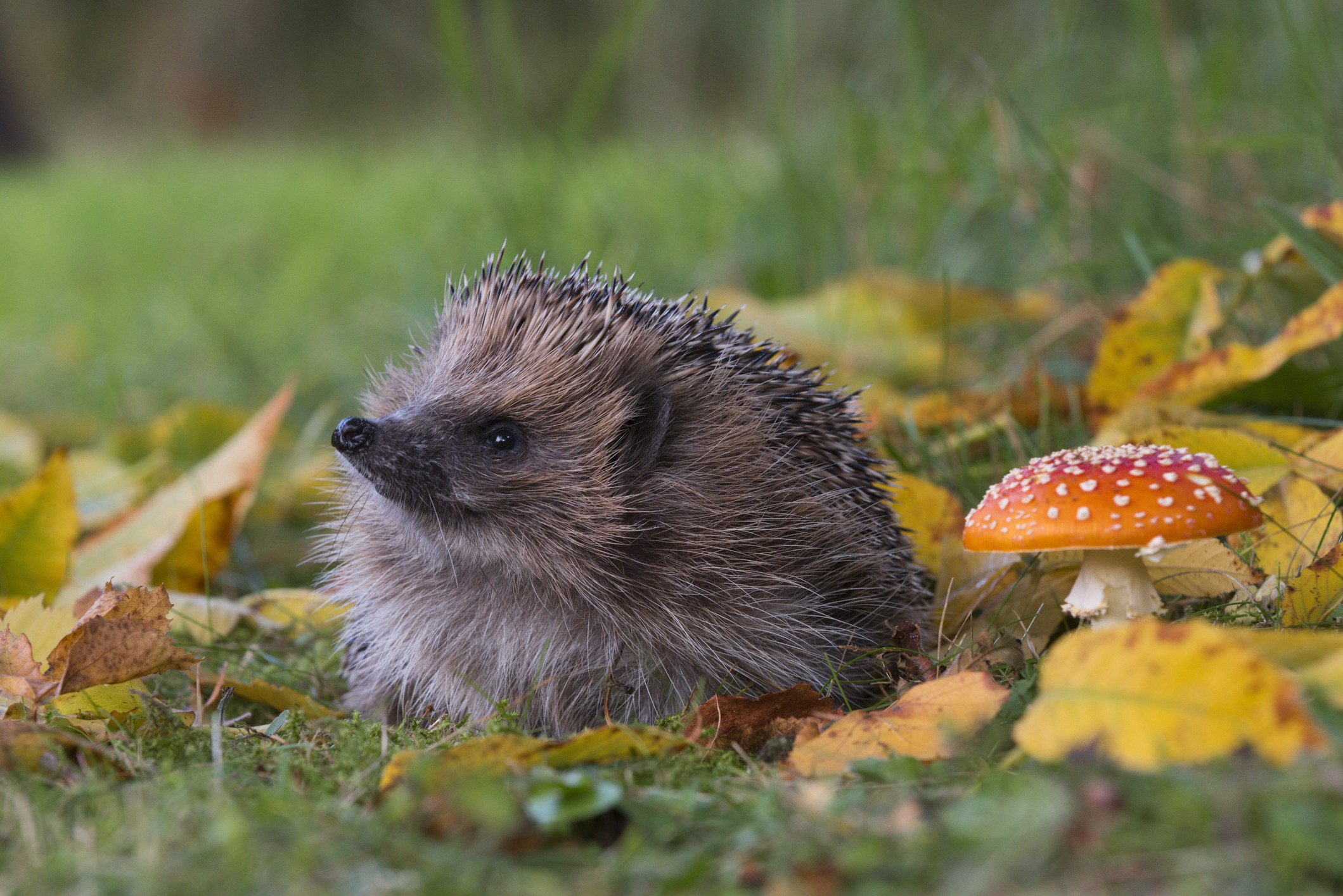 Hedgehog in the grass next to a mushroom and leaves