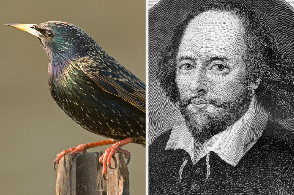 A starling next to a drawing of Shakespeare
