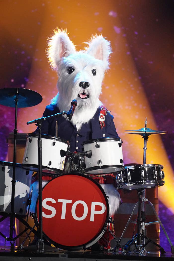 A dog at a drumset