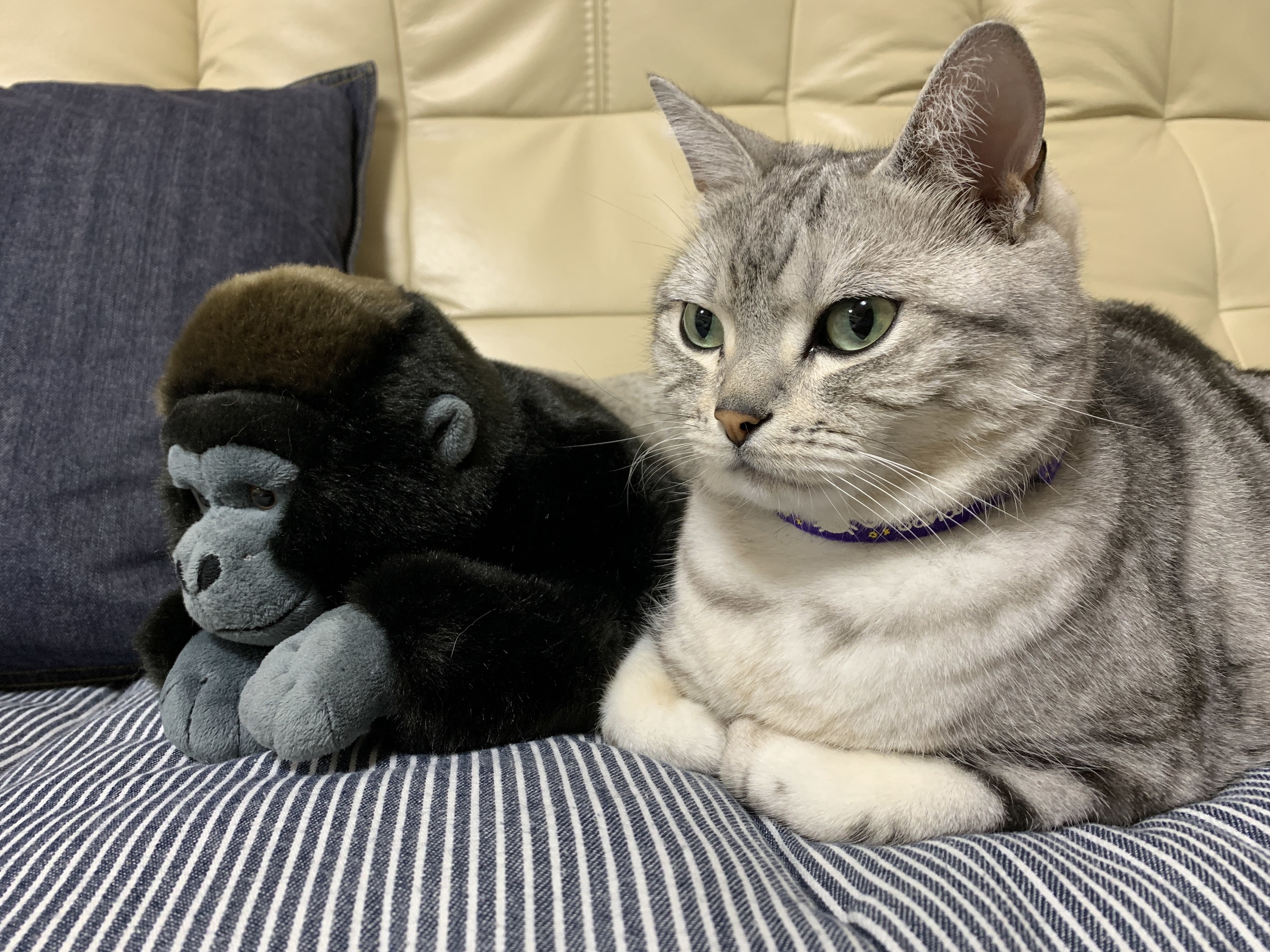 解せぬ…」月曜の朝から不機嫌度MAXの猫ちゃん。その理由がかわい