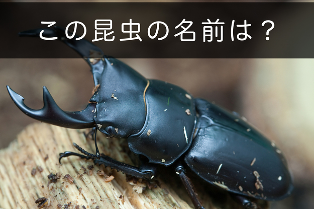 博士にしか解けない！ #昆虫当てクイズ