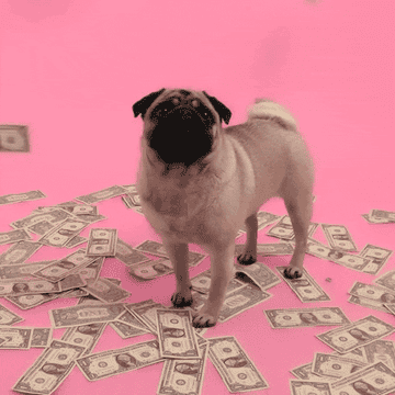 dollar bills raining on an adorable pug