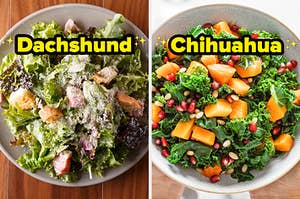 On the left, a Caesar salad topped with parm and croutons labeled Dachshund, and on the right, a kale salad with melon and pomegranate seeds labeled Chihuahua