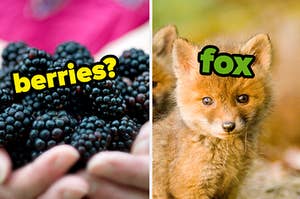 berries and fox
