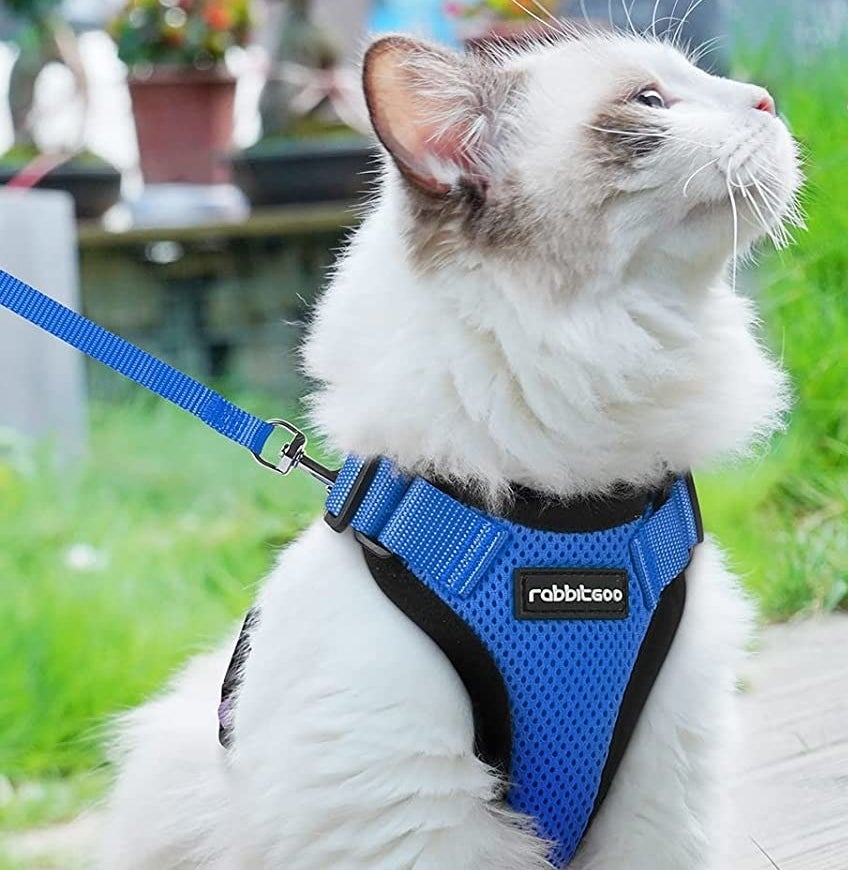 A cat wearing a harness