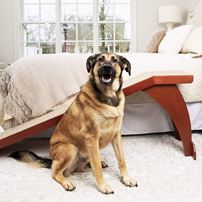 A dog sitting in front of the ramp in a bedroom