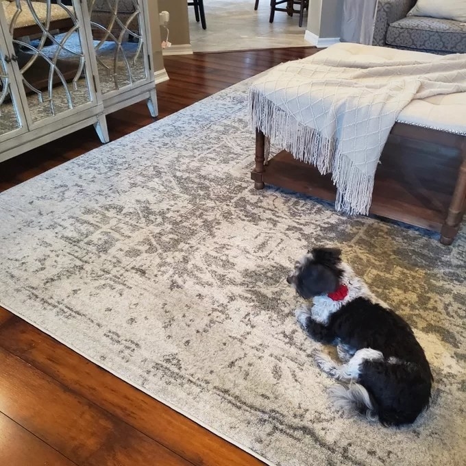 the white and gray rug with a dog lying on it