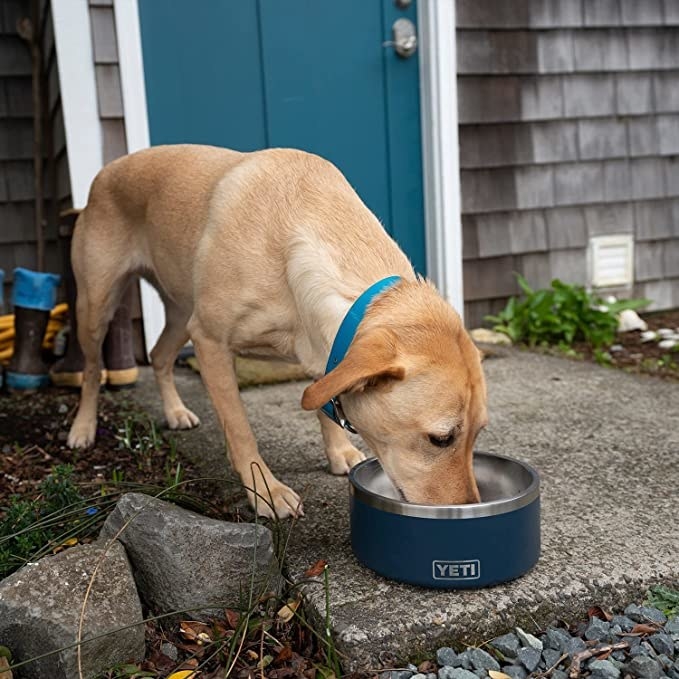 A puppy eating from the bowl outside