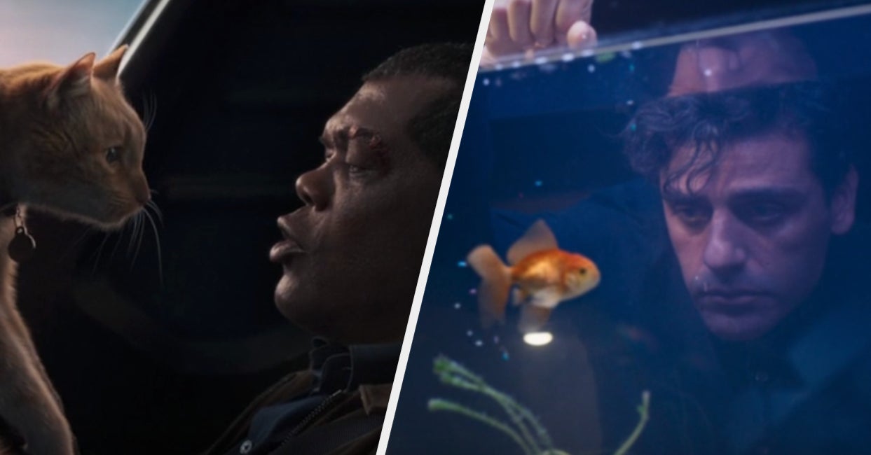 Which Marvel Pet Matches Your Personality?