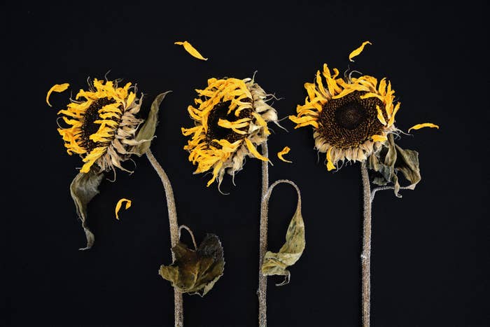 Three sunflowers wither