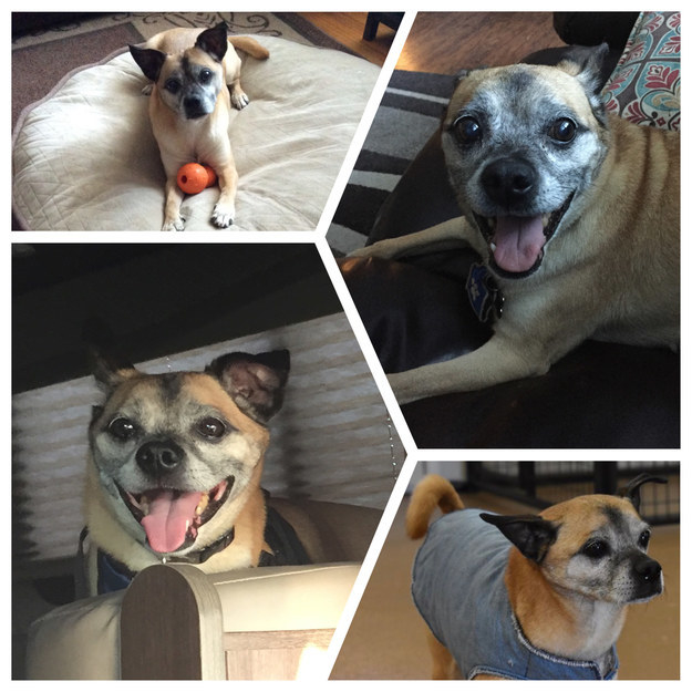 a collage of Baxter sitting with his toy, smiling, and wearing cute clothes