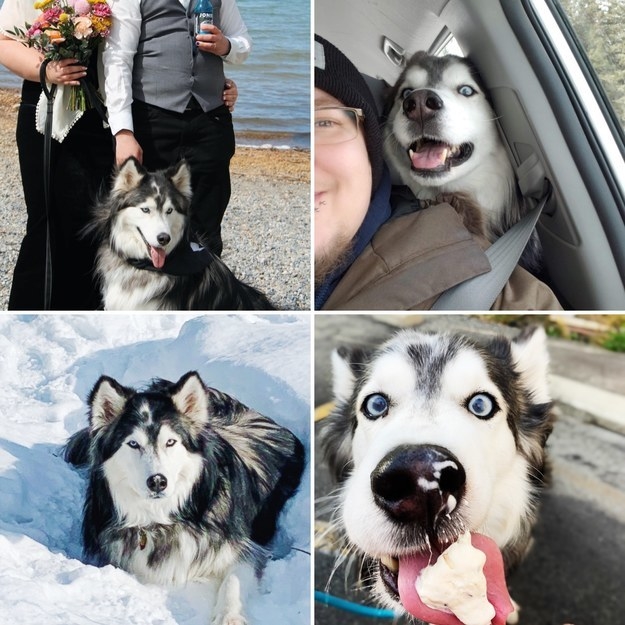 collage of Odin in the snow, eating ice cream, and living his best life