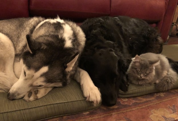all three pets cuddling together on large doggy bed