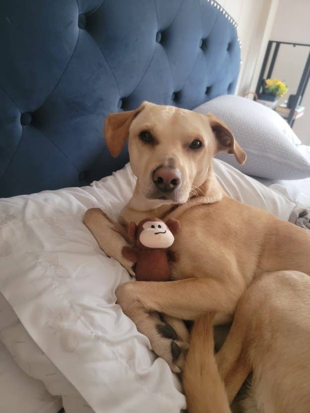 a golden dog cuddling with his toy on a bed