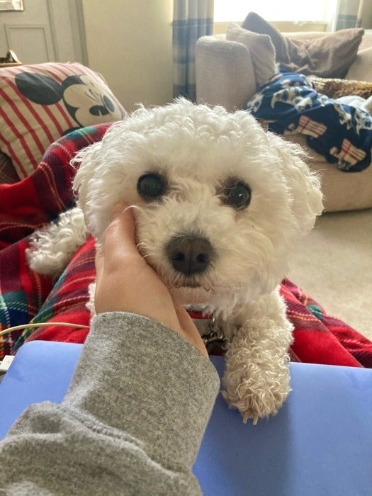 a small poodle mix lying on their owner&#x27;s lap