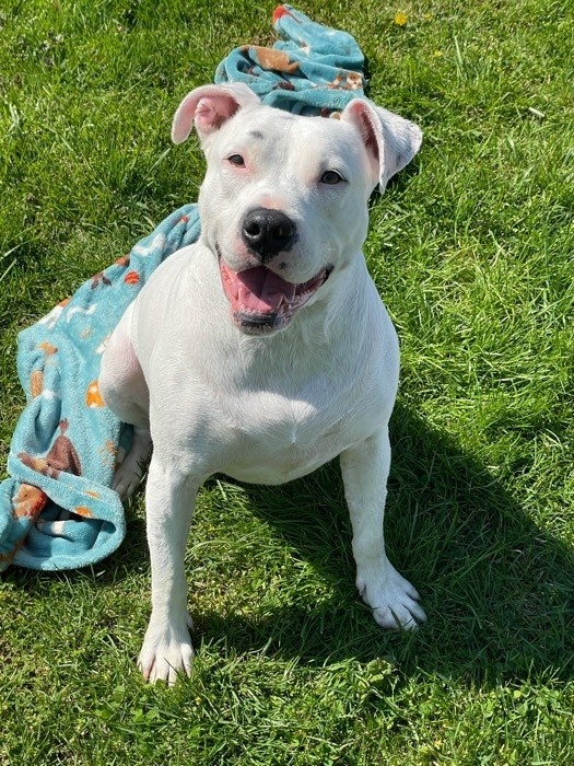 a white pitbull sitting in the grass with her blanket and smiling