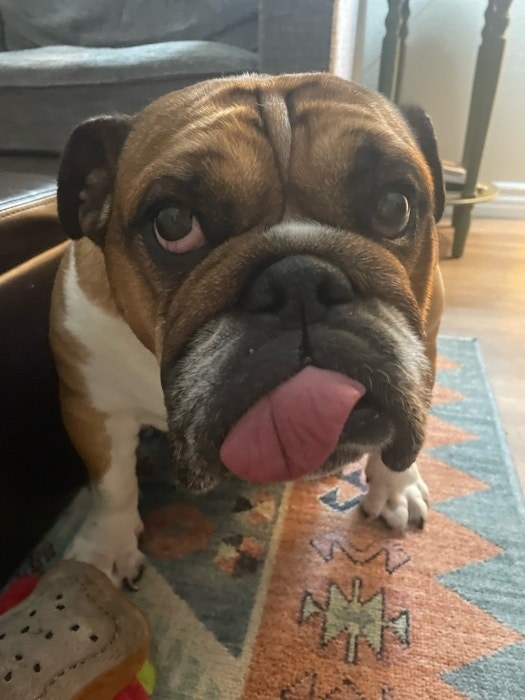 a bull dog with her tongue sticking out