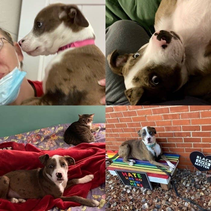 People Share How Their Rescue Dog Changed Their Life