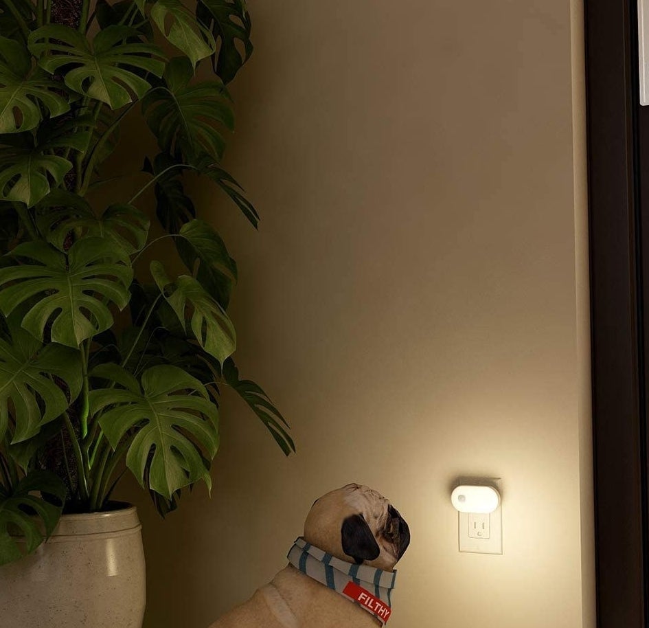 a dog looking at a motion-sensor nightlight plugged into a wall outlet