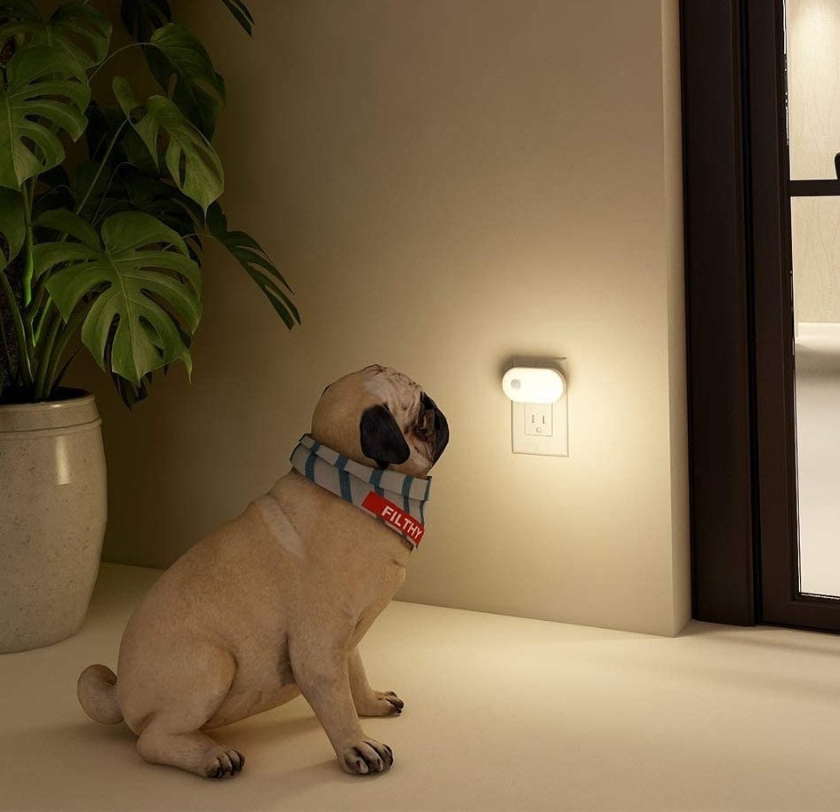 a dog looking at a motion-sensor nightlight plugged into a wall outlet