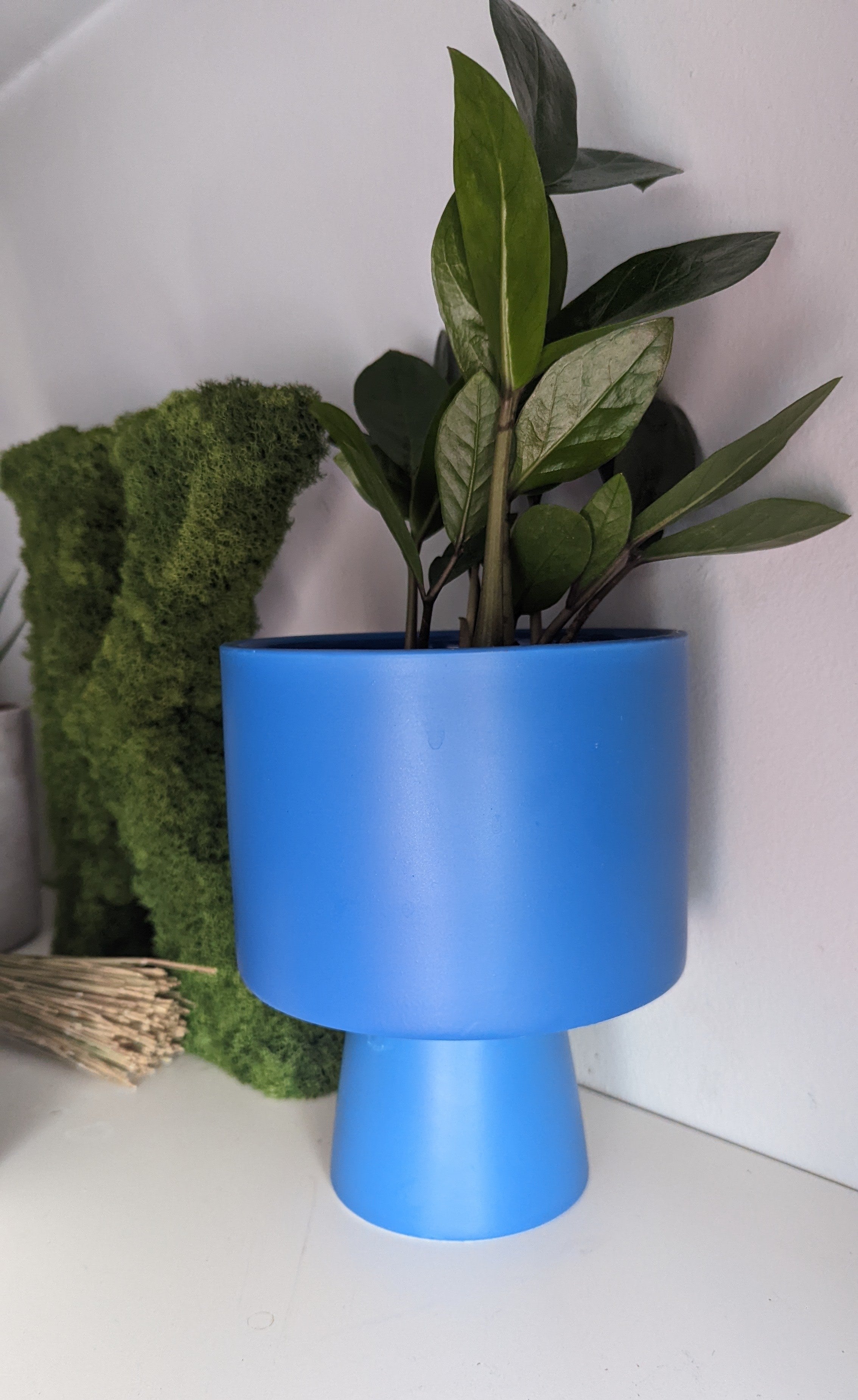 A plant pot on a shelf holding a ZZ plant