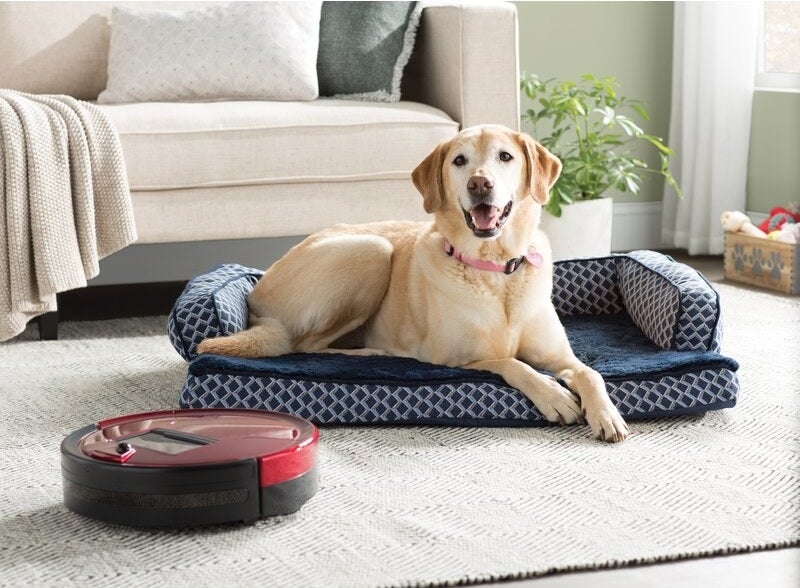 A red robotic pet hair vacuum with an attached mop