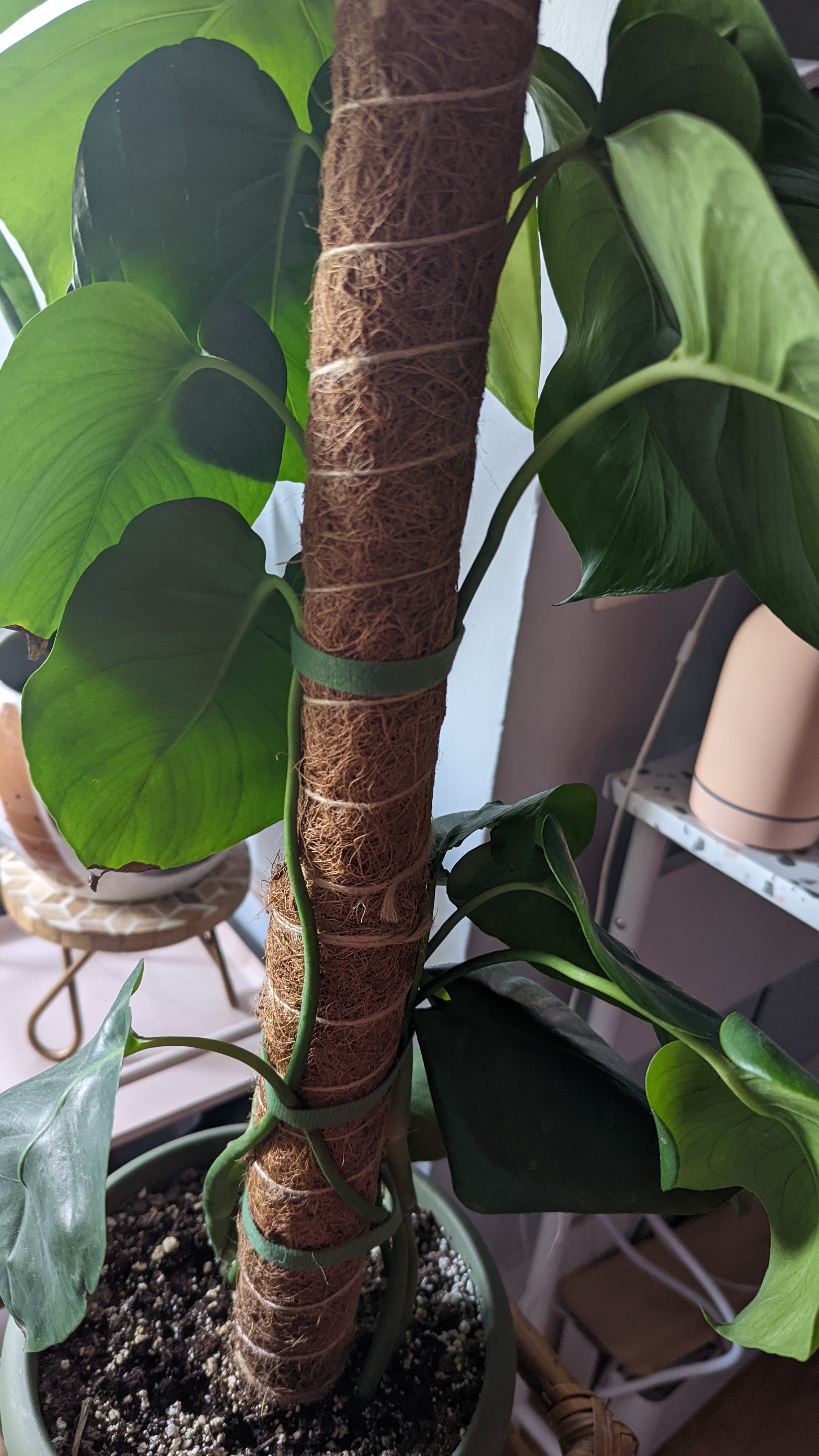A monstera plant tied to a thick moss pole