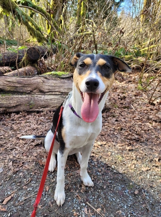a happy smiling dog on leash on a hike