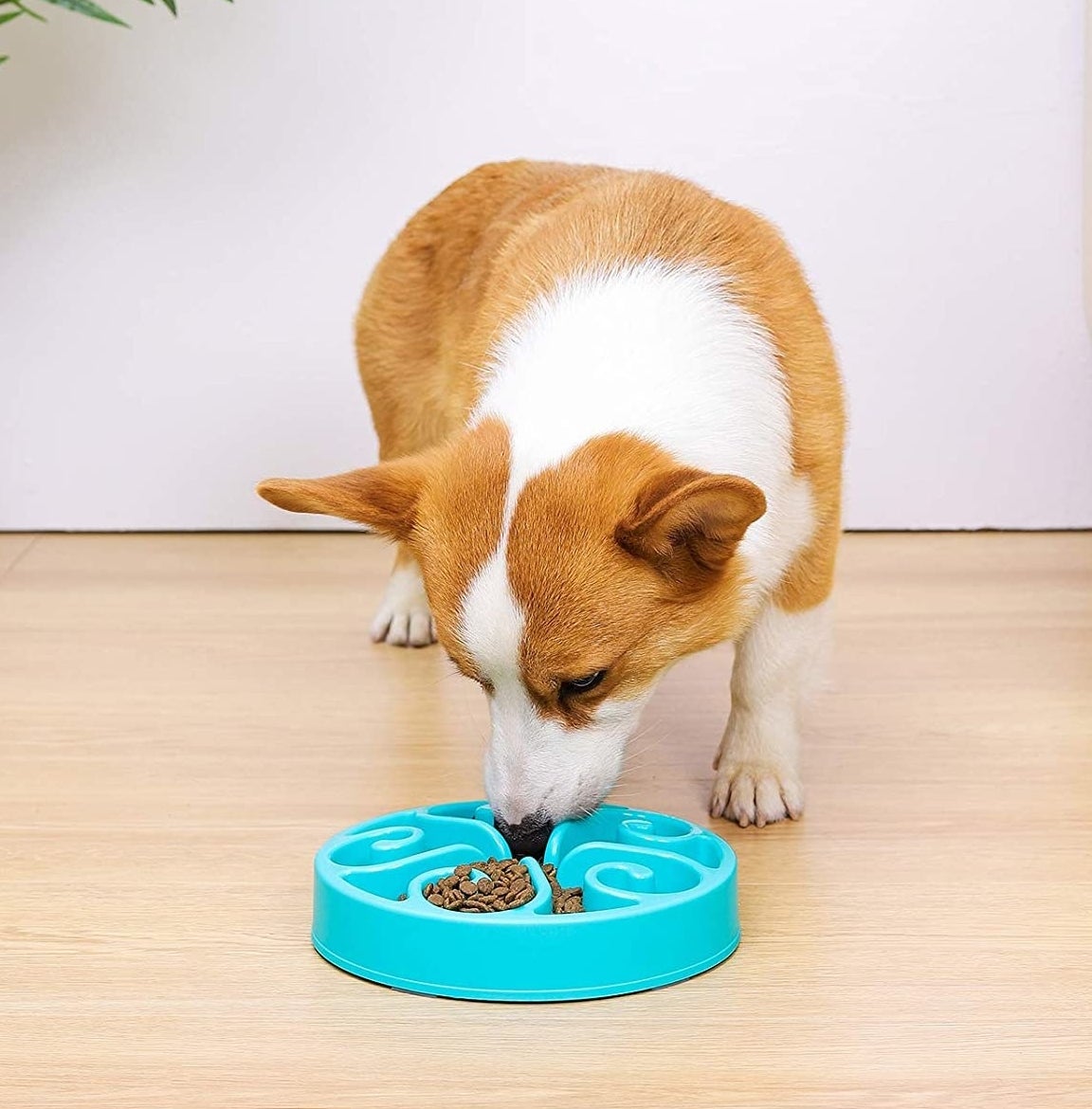 The dog eating out of the bowl