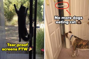 a dog looking into a room where a cat has gone and unable to enter because of a door strap